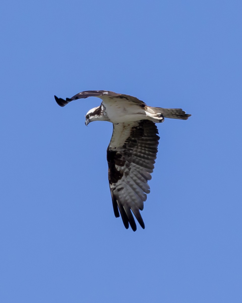 Osprey - ML646033668