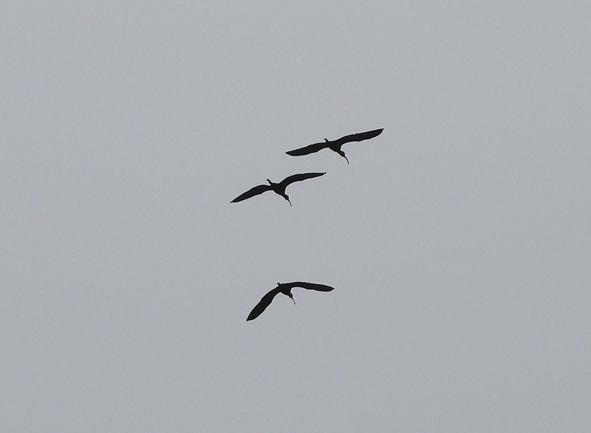 White-faced Ibis - ML646033669