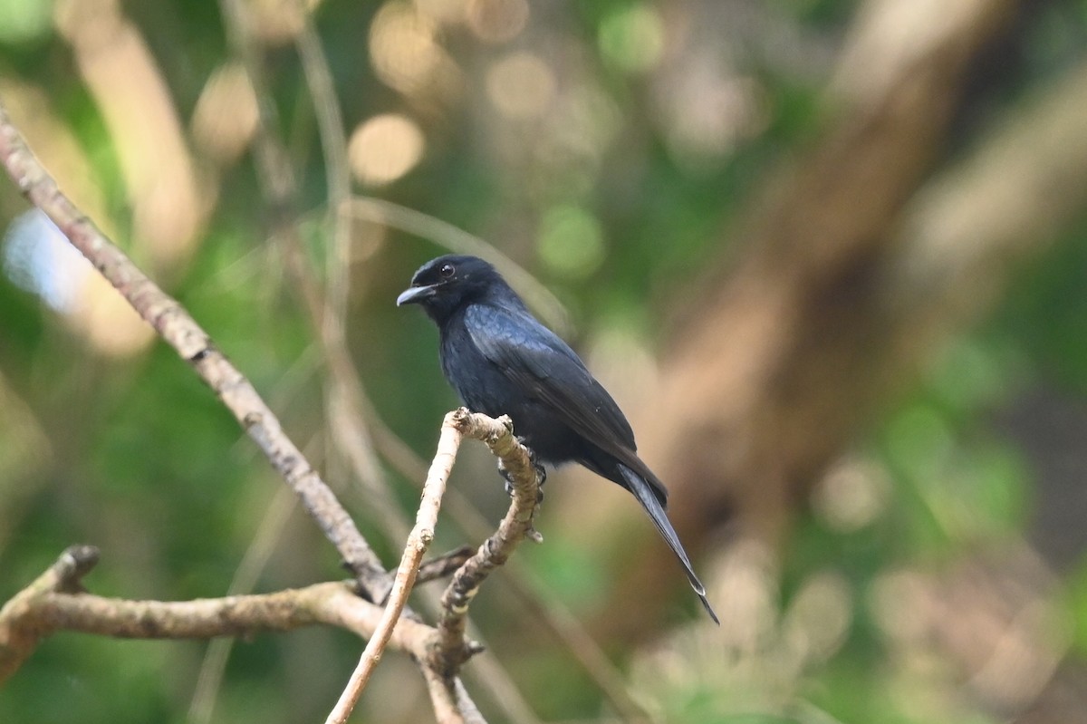 Square-tailed Drongo - ML646033670