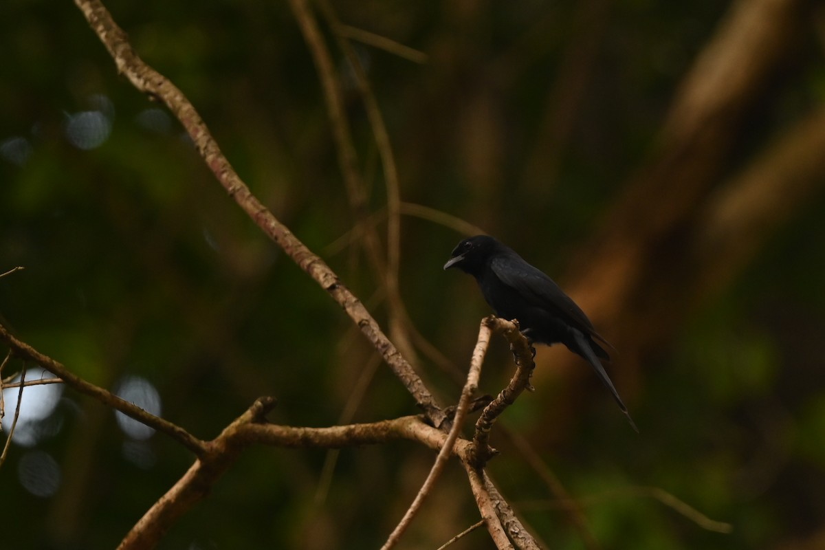 Square-tailed Drongo - ML646033671