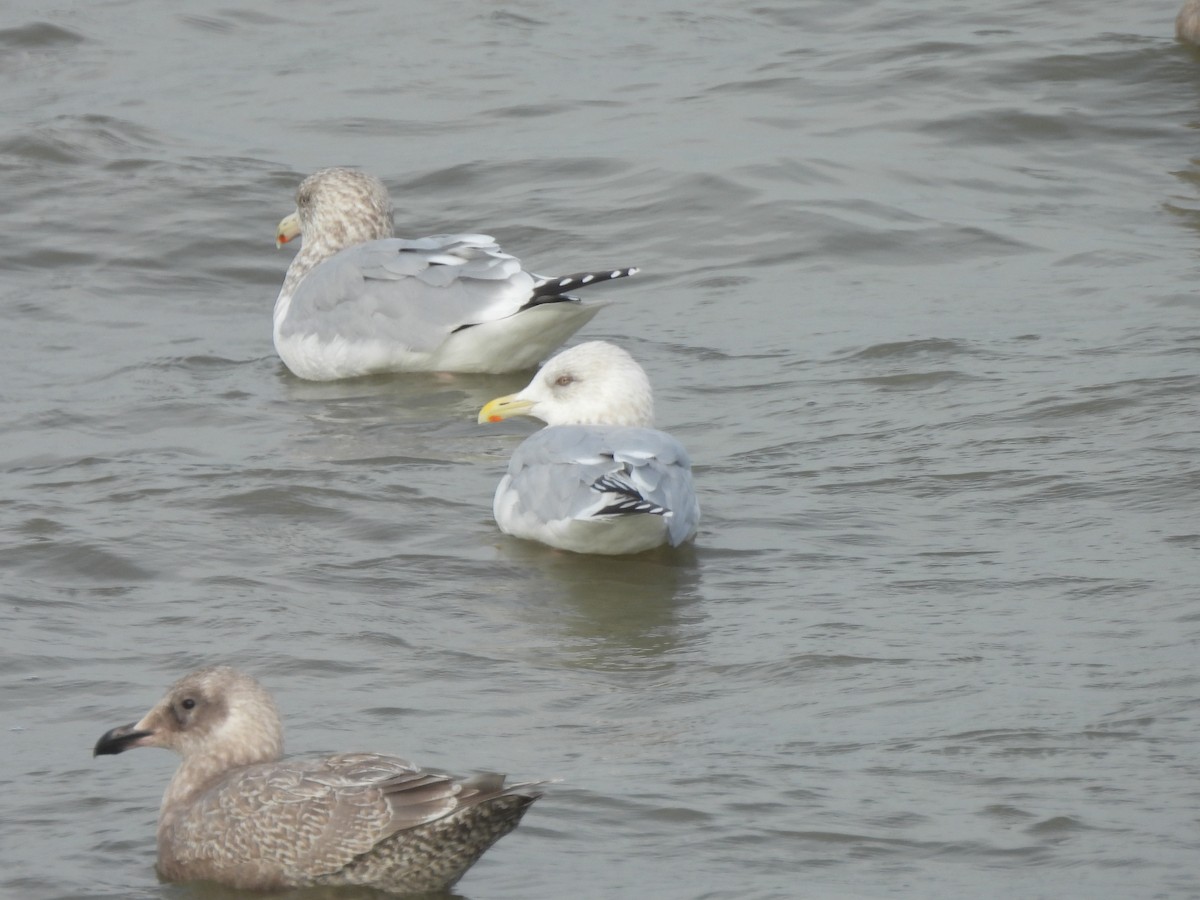 Iceland Gull (Thayer's) - ML646033672