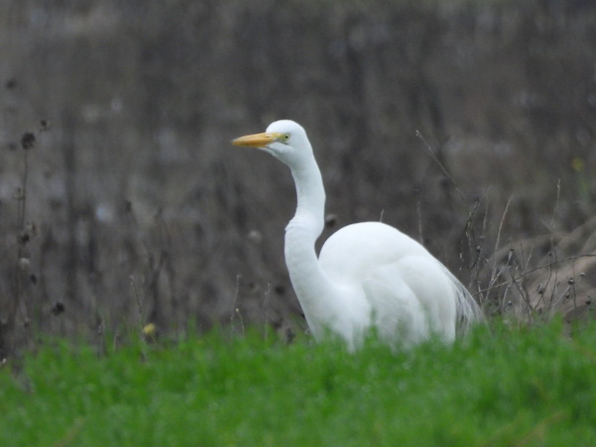 Western Cattle-Egret - ML646033676