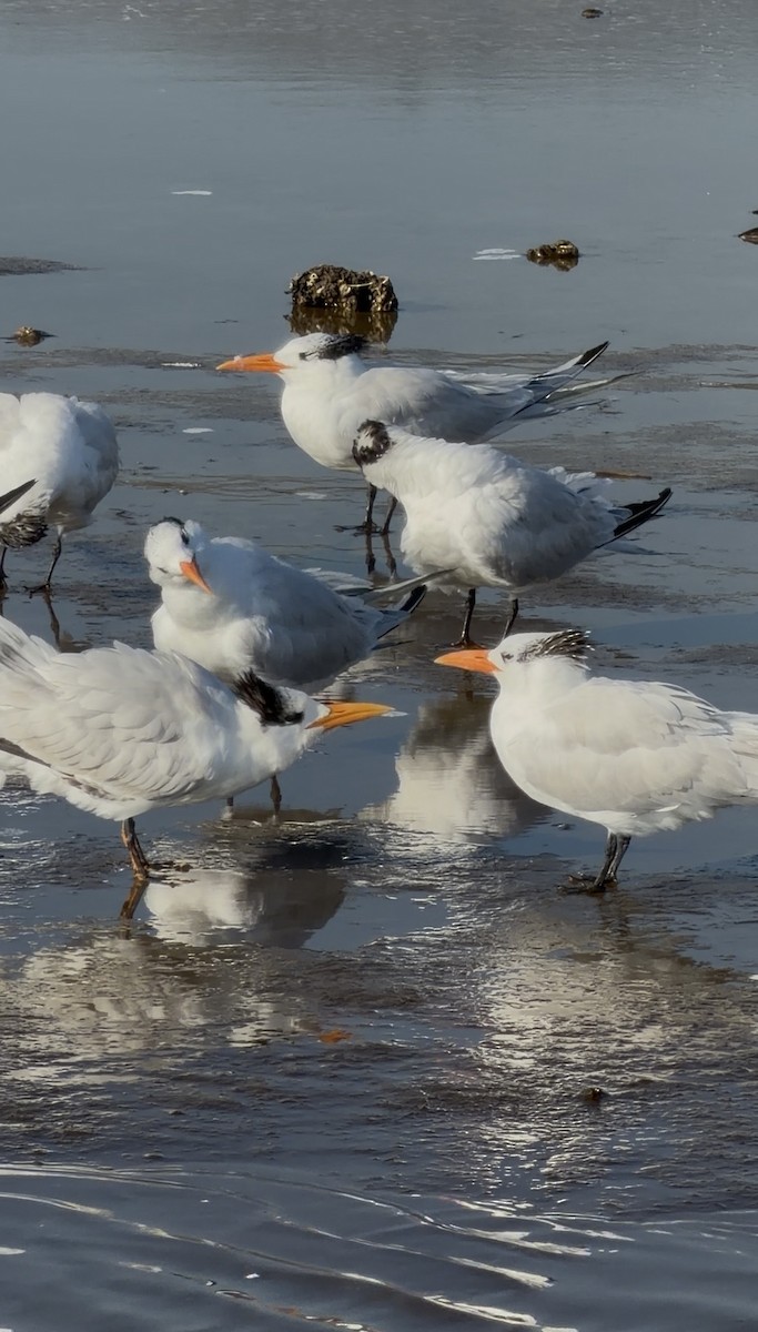 Royal Tern - ML646033677