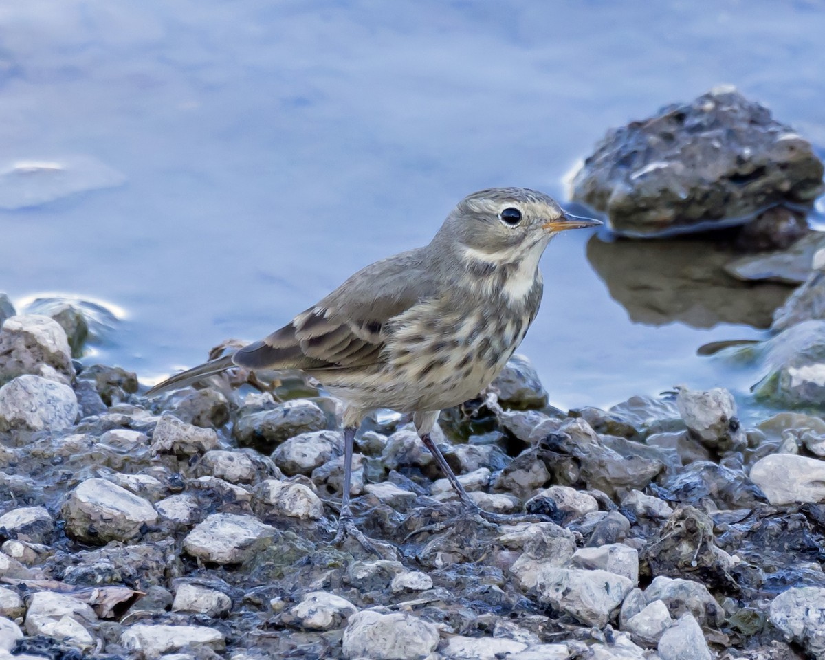 American Pipit - ML646033679