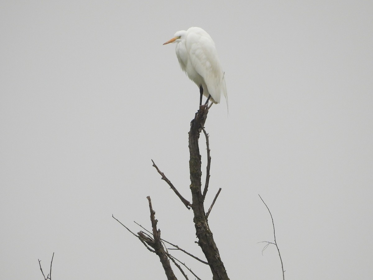 Great Egret - ML646033681
