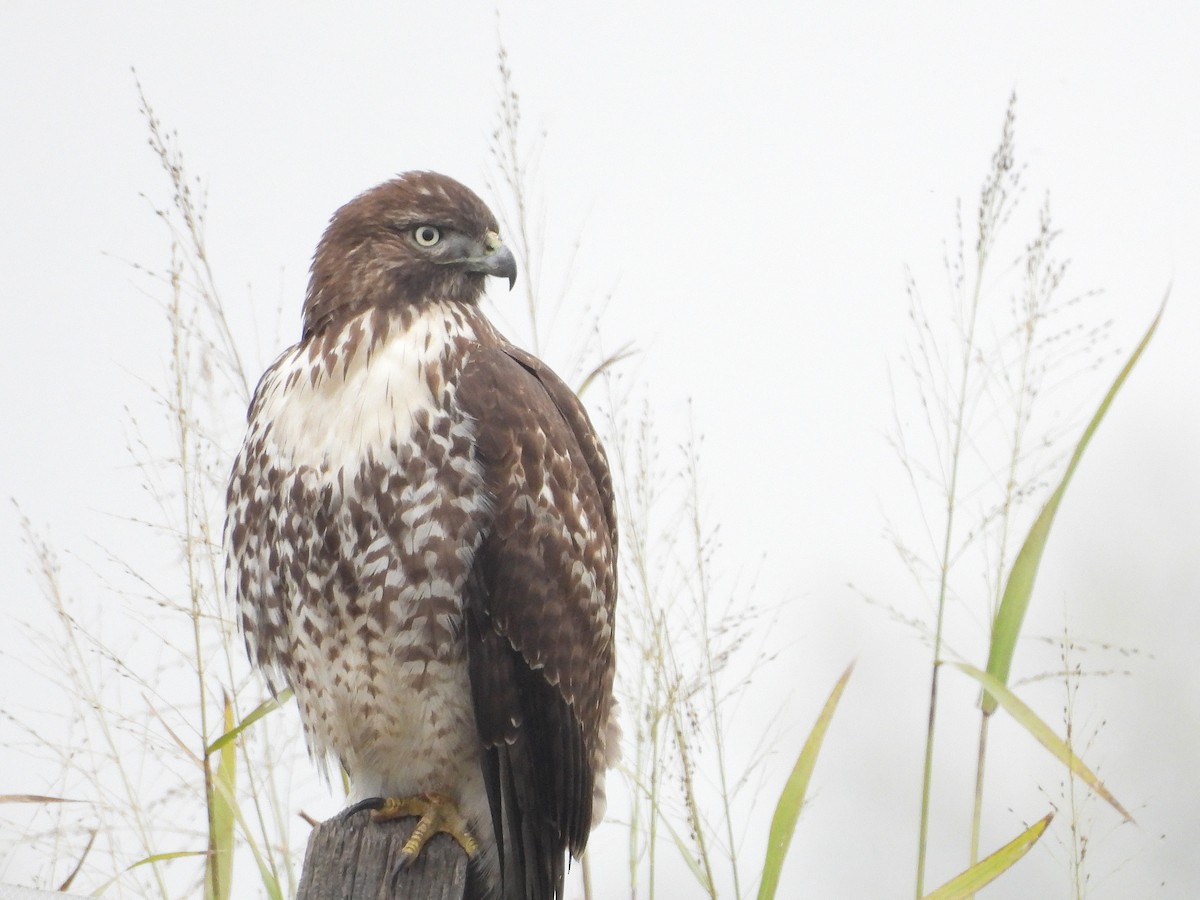 Red-tailed Hawk - ML646033682