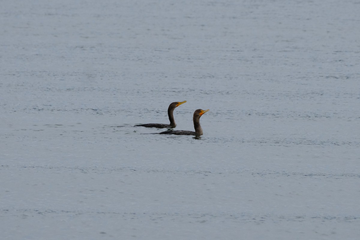 Double-crested Cormorant - ML646033685