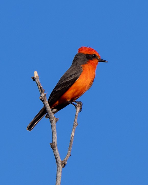 Vermilion Flycatcher - ML646033686