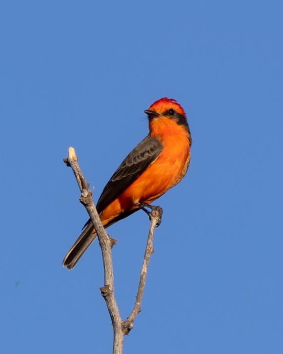 Vermilion Flycatcher - ML646033687