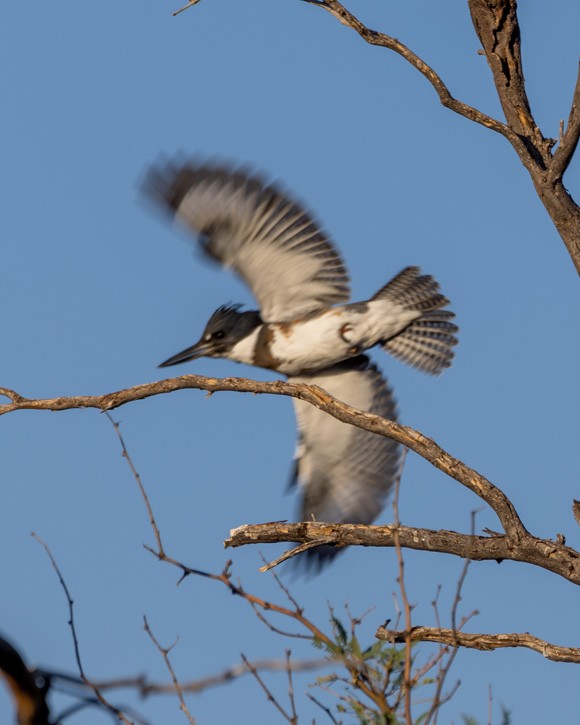 Belted Kingfisher - ML646033688