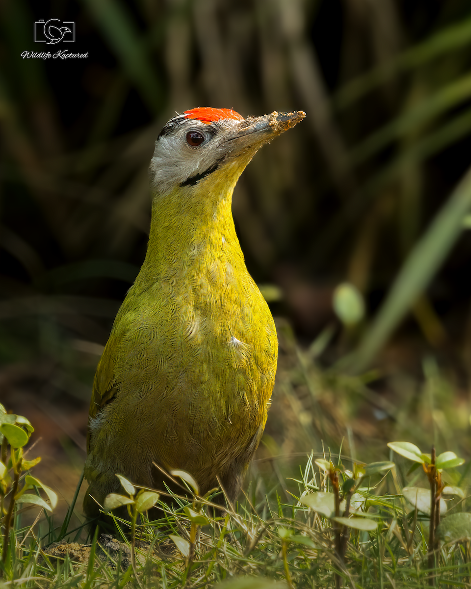 Gray-headed Woodpecker - ML646033689