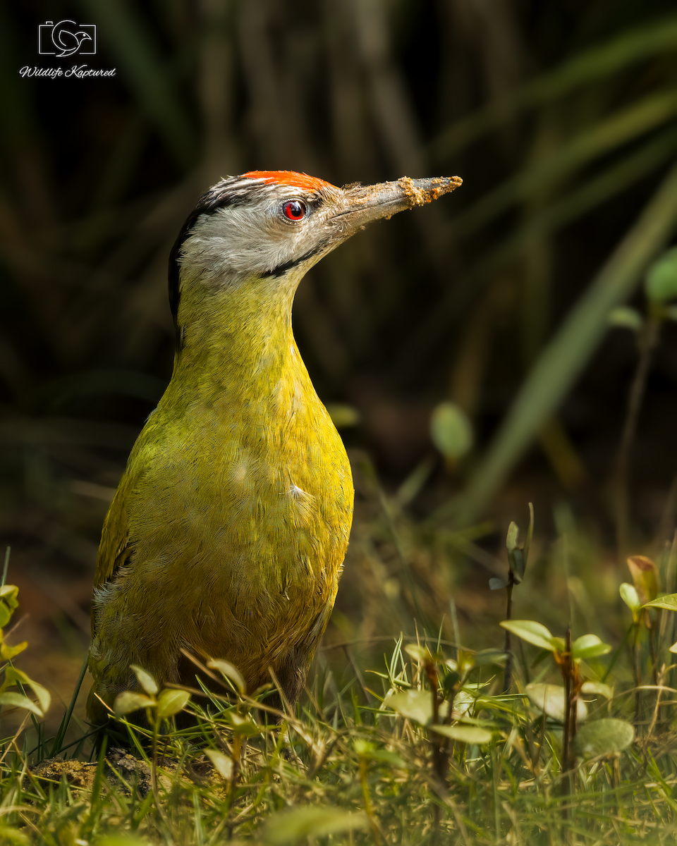 Gray-headed Woodpecker - ML646033690