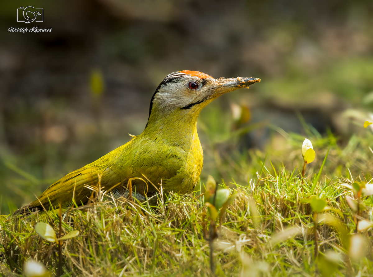 Gray-headed Woodpecker - ML646033691
