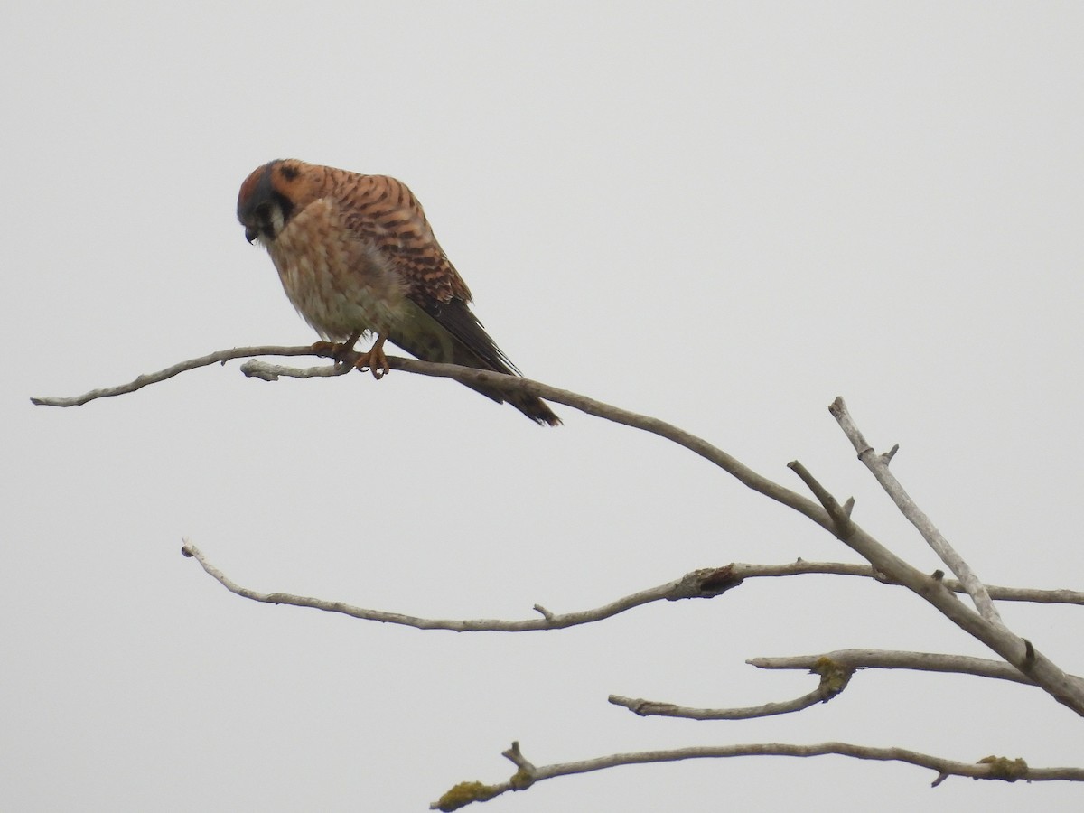 American Kestrel - ML646033692