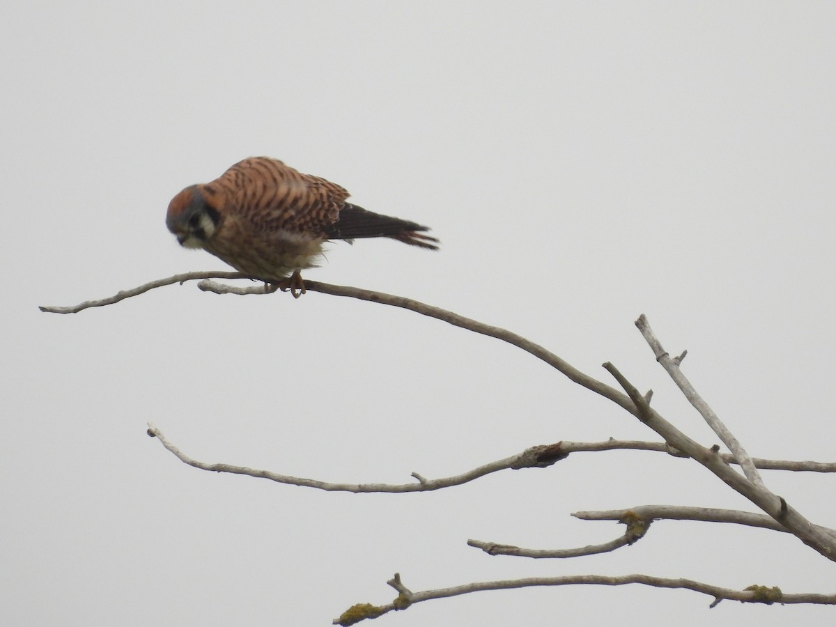 American Kestrel - ML646033693