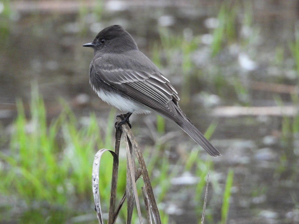 Black Phoebe - ML646033694