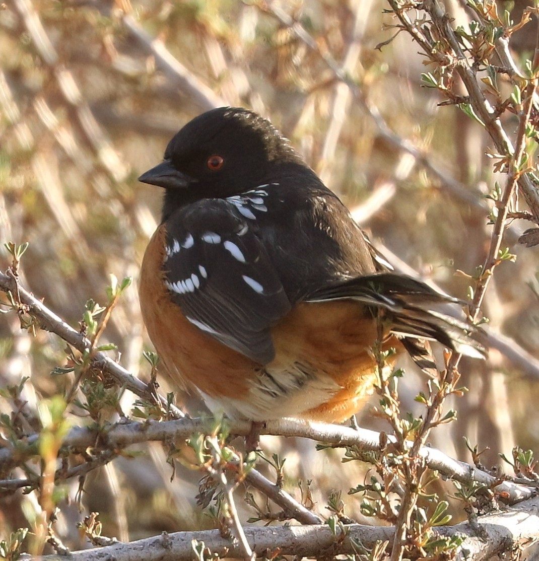 Spotted Towhee - ML646033695
