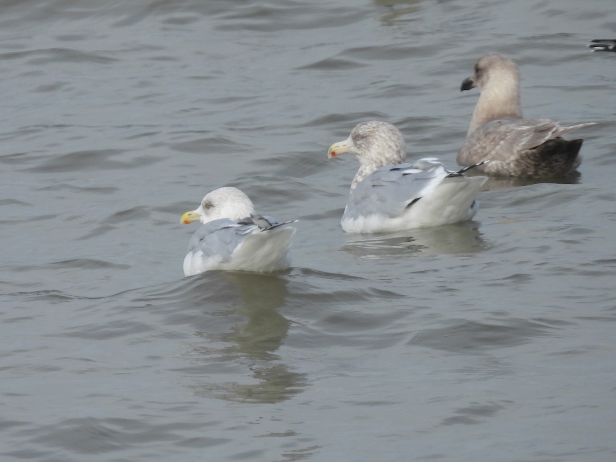 Iceland Gull (Thayer's) - ML646033696