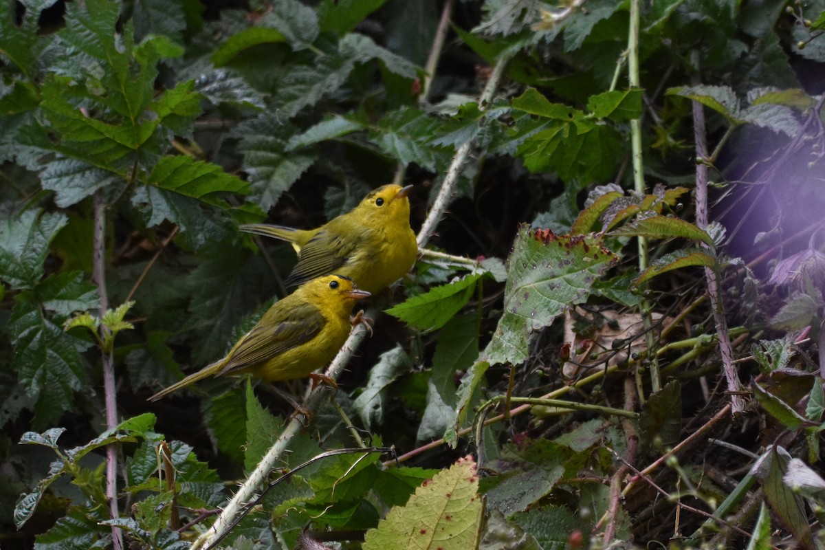 Wilson's Warbler - ML646033703