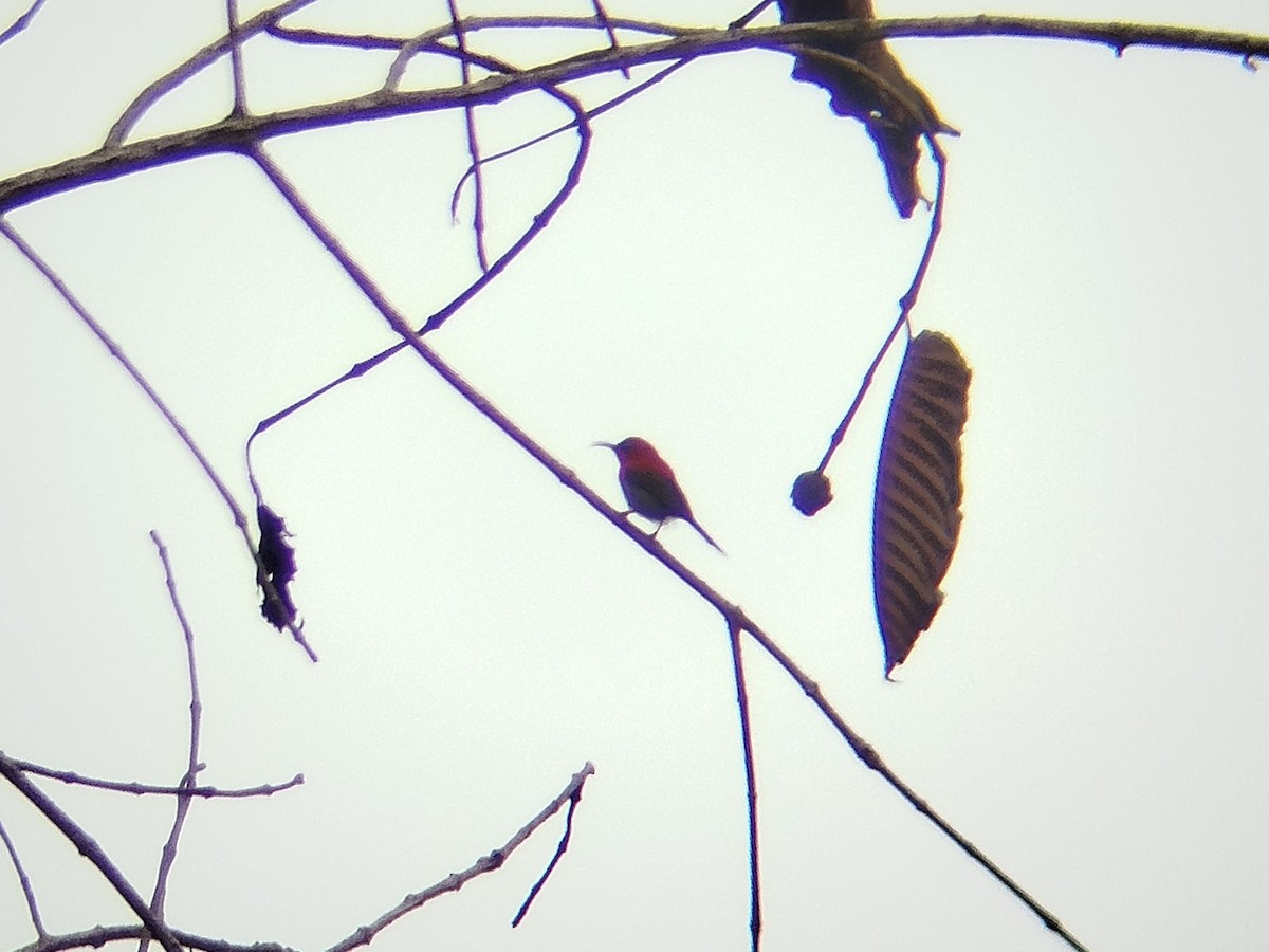 Crimson Sunbird - ML646033706