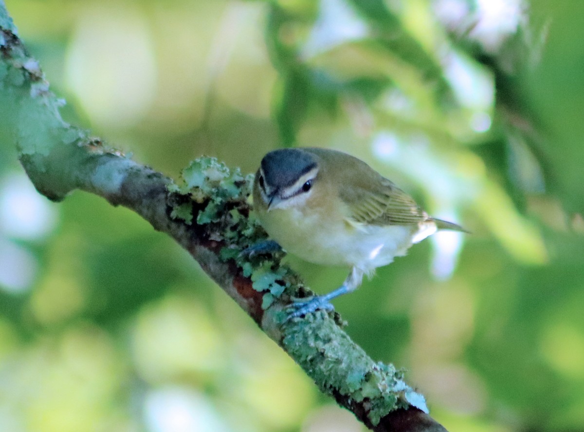 Kızıl Gözlü Vireo - ML64603371