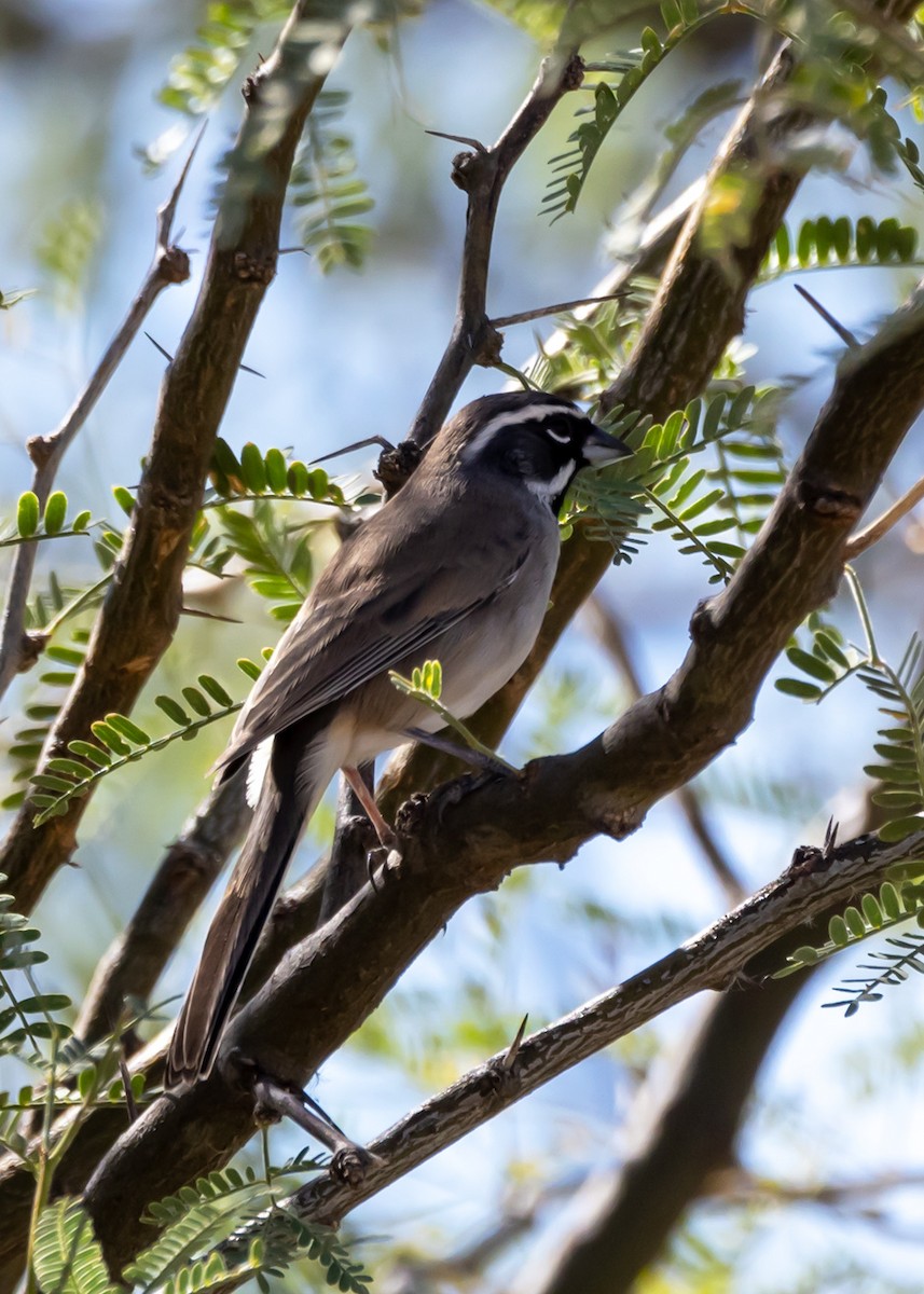 Black-throated Sparrow - ML646033717