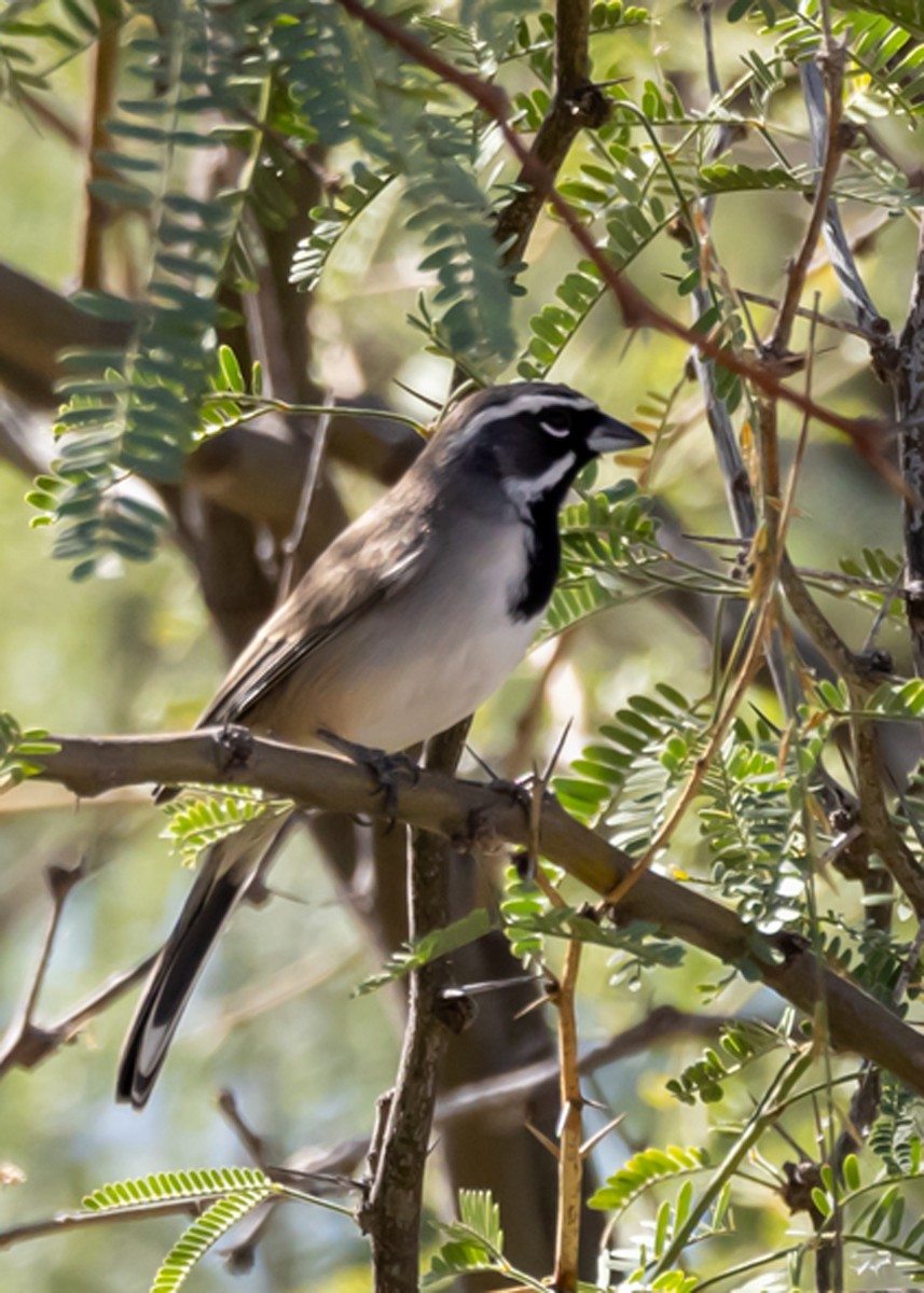 Black-throated Sparrow - ML646033718