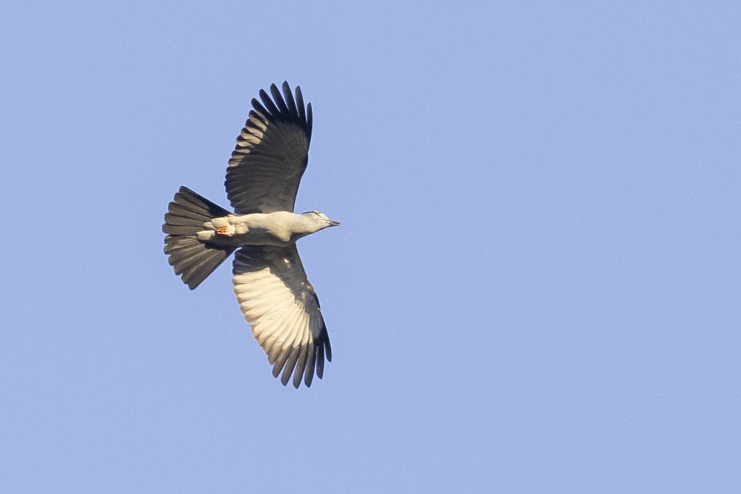 Carraca Curol - ML646033719