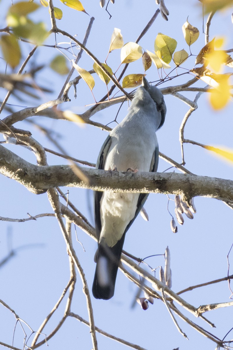 Carraca Curol - ML646033720