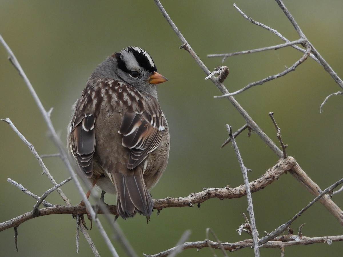 Porsuk Serçesi - ML646033729