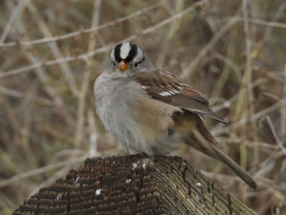 Porsuk Serçesi - ML646033730