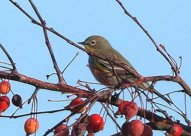 Пісняр-лісовик жовтогузий - ML646033733