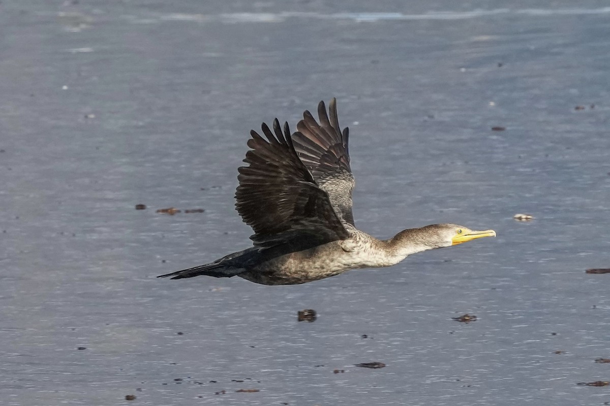 Double-crested Cormorant - ML646033735