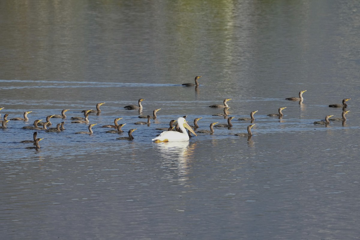 Double-crested Cormorant - ML646033736
