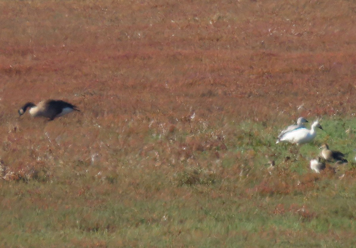 Snow Goose - ML646033738