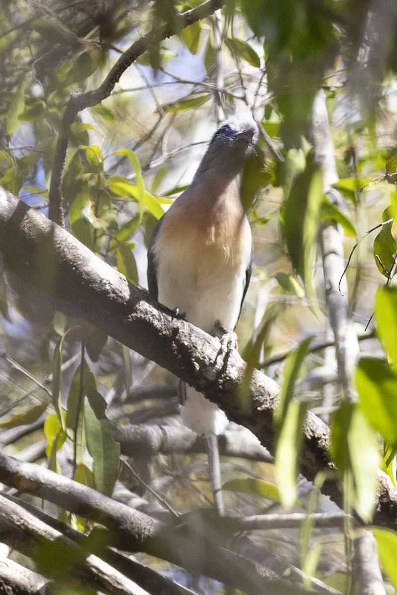 Crested Coua (Crested) - ML646033745