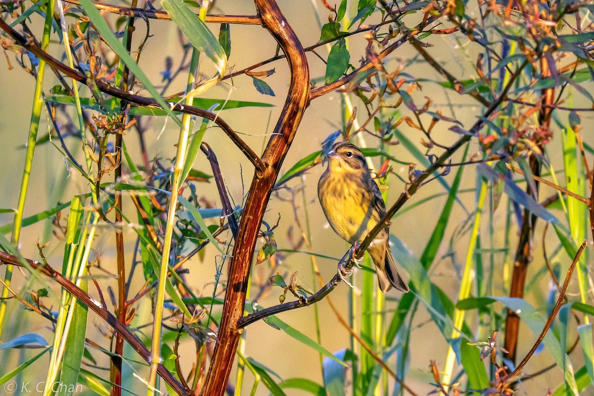 Вівсянка лучна - ML646033755