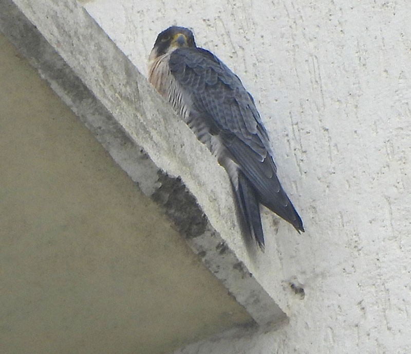 Peregrine Falcon - ML646033757