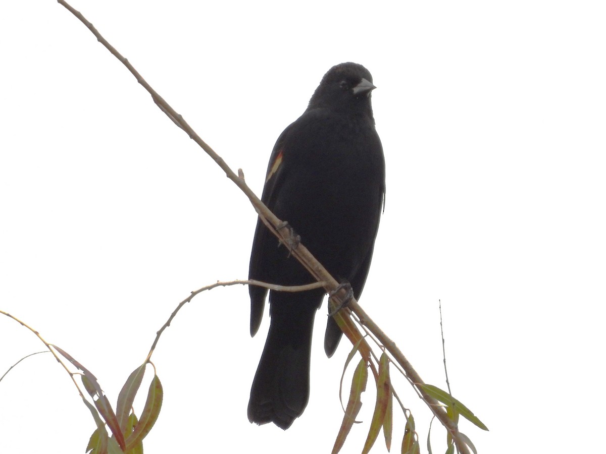 Red-winged Blackbird - ML646033758