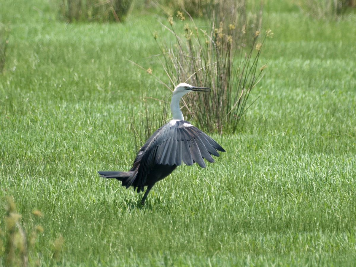 Pacific Heron - ML646033762