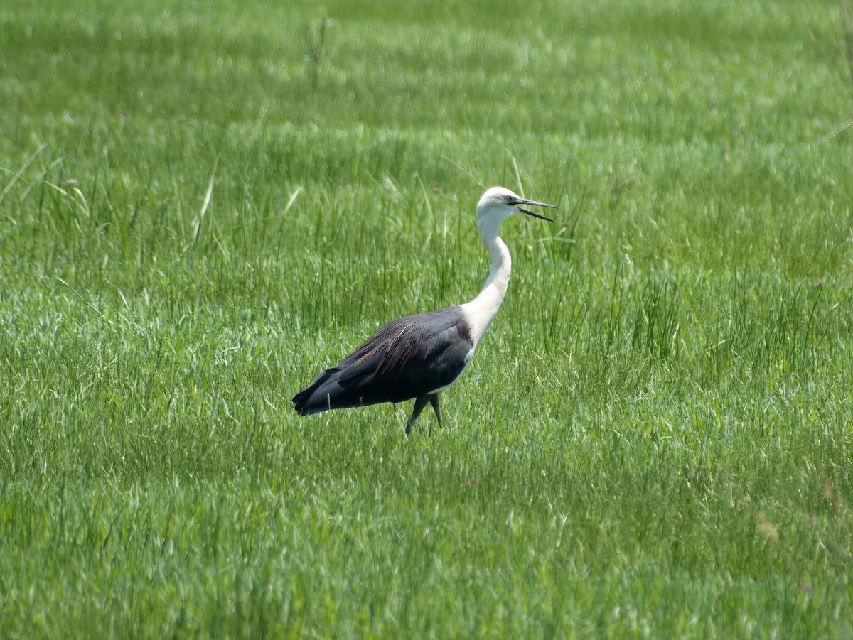 Pacific Heron - ML646033763