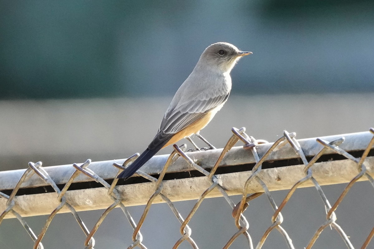 Say's Phoebe - ML646033764