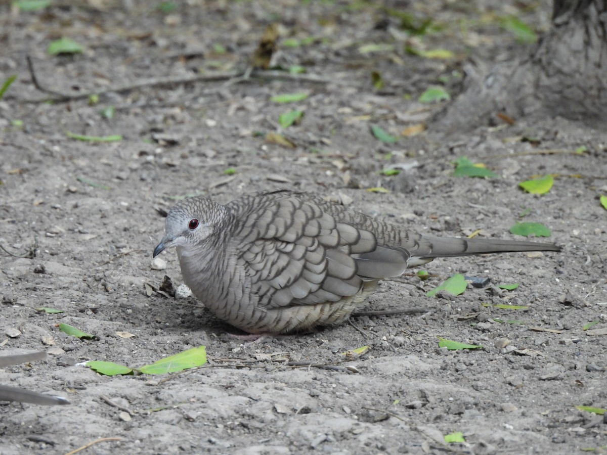 Inca Dove - ML646033767