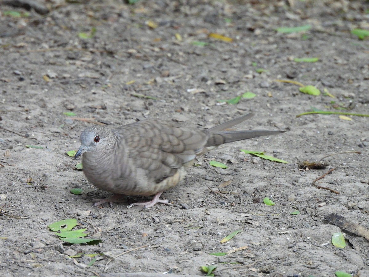 Inca Dove - ML646033768