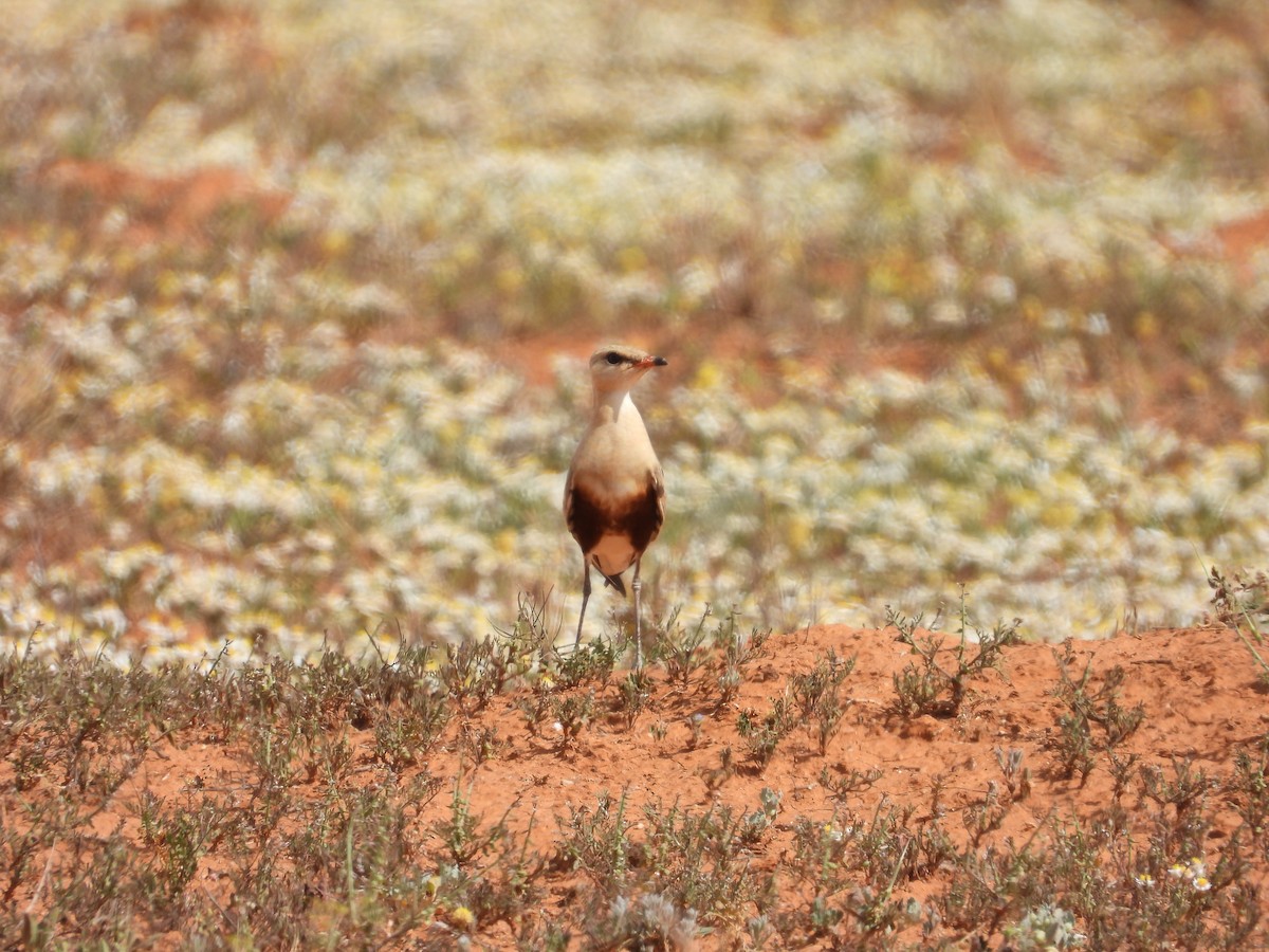 Australian Pratincole - ML646033772
