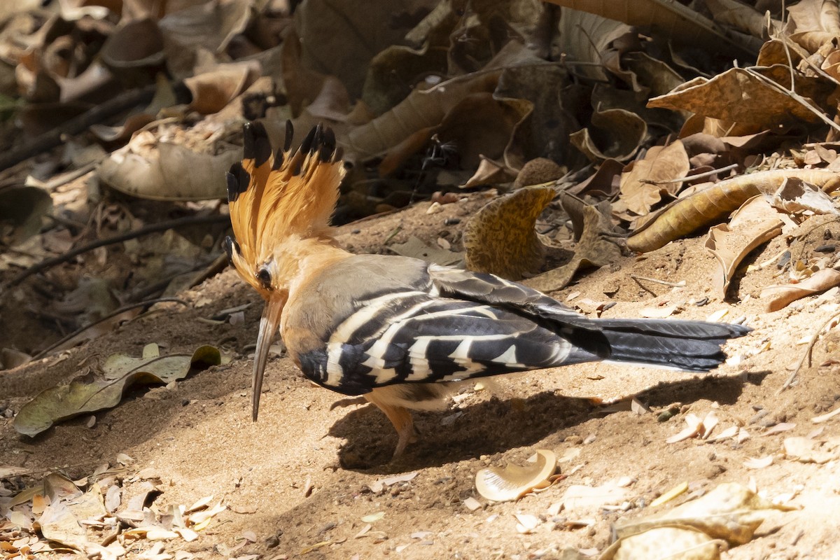 Madagascar Hoopoe - ML646033773