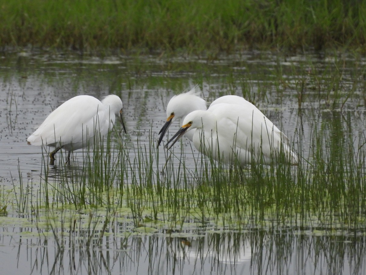 לבנית אמריקנית - ML646033774