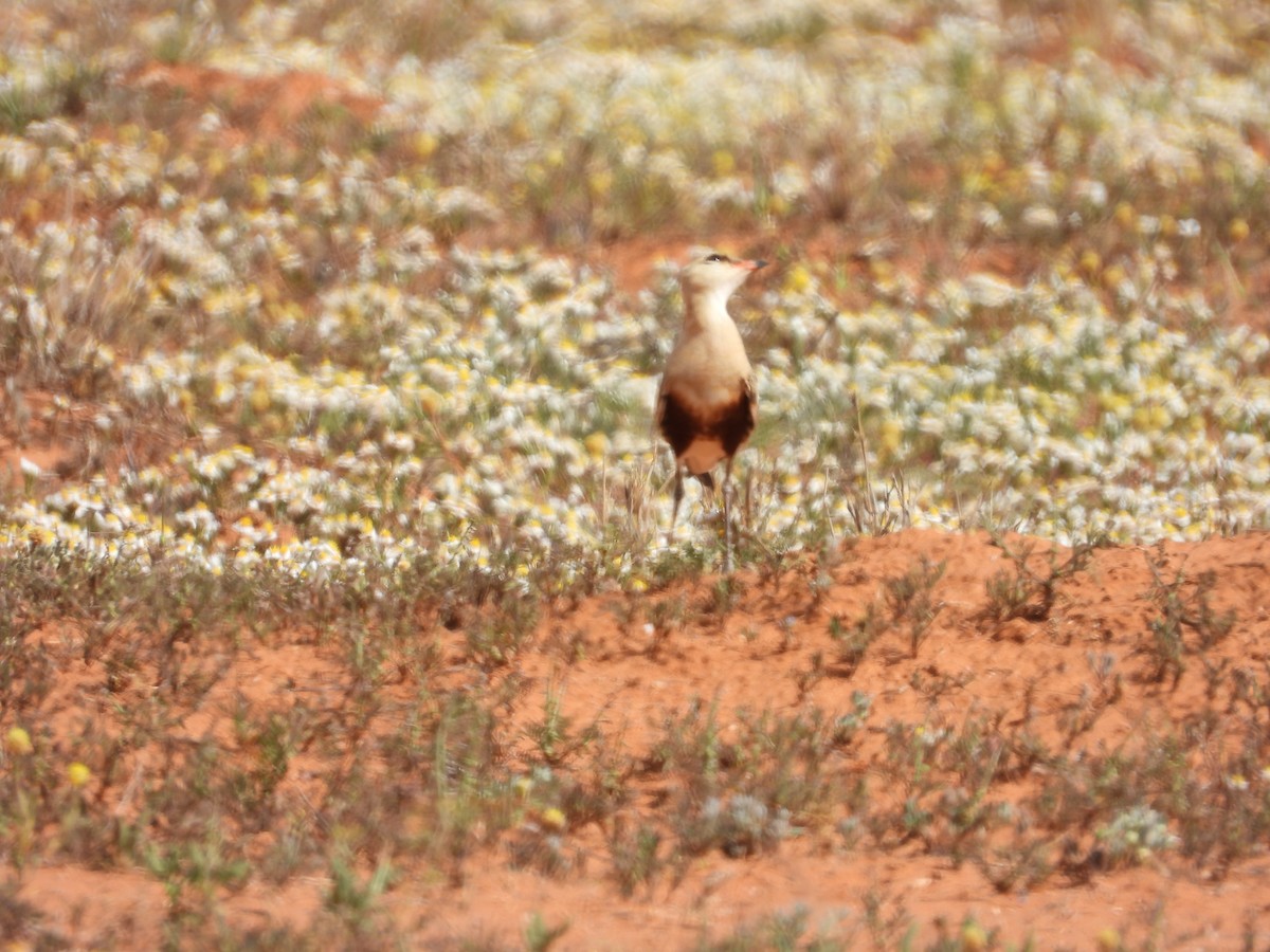 Australian Pratincole - ML646033775