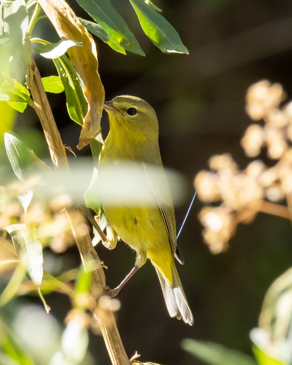 Orange-crowned Warbler - ML646033776