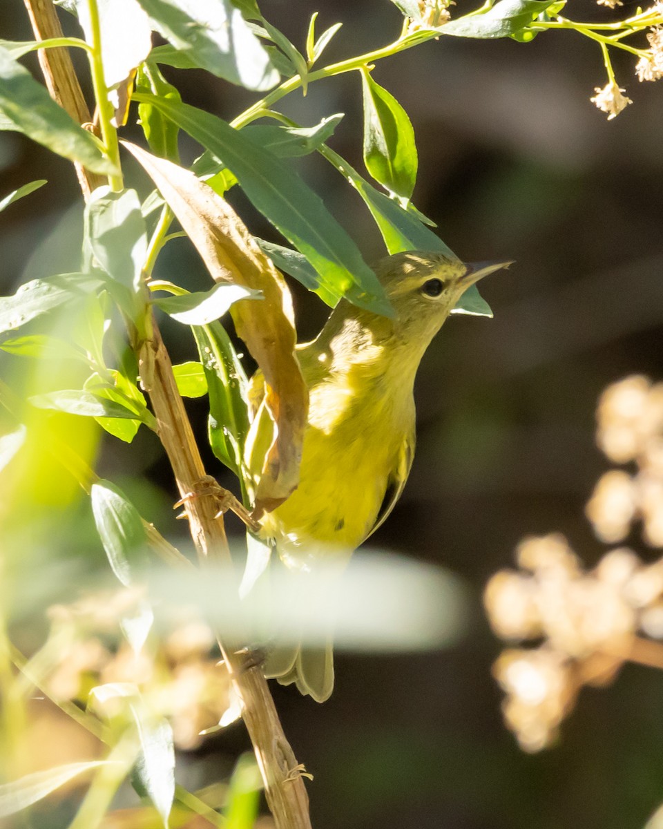 Orange-crowned Warbler - ML646033777